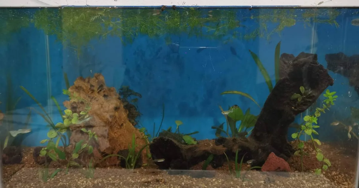 A well-researched community aquarium with appropriately-sized species