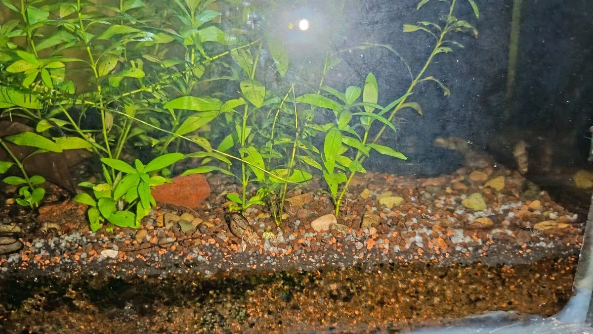 Organic soil substrate with Malaysian trumpet snails in a Walstad-method setup